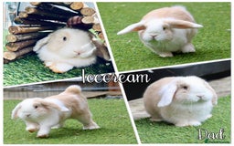 Mini Lop rabbits for sale: 4 beautiful mini lop babies - Image 9