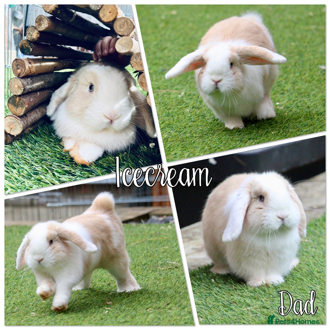 Mini Lop rabbits for sale: 4 beautiful mini lop babies - Image 9