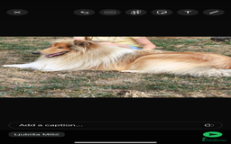 Rough Collie dogs for sale: Rough collie puppies  - Image 2