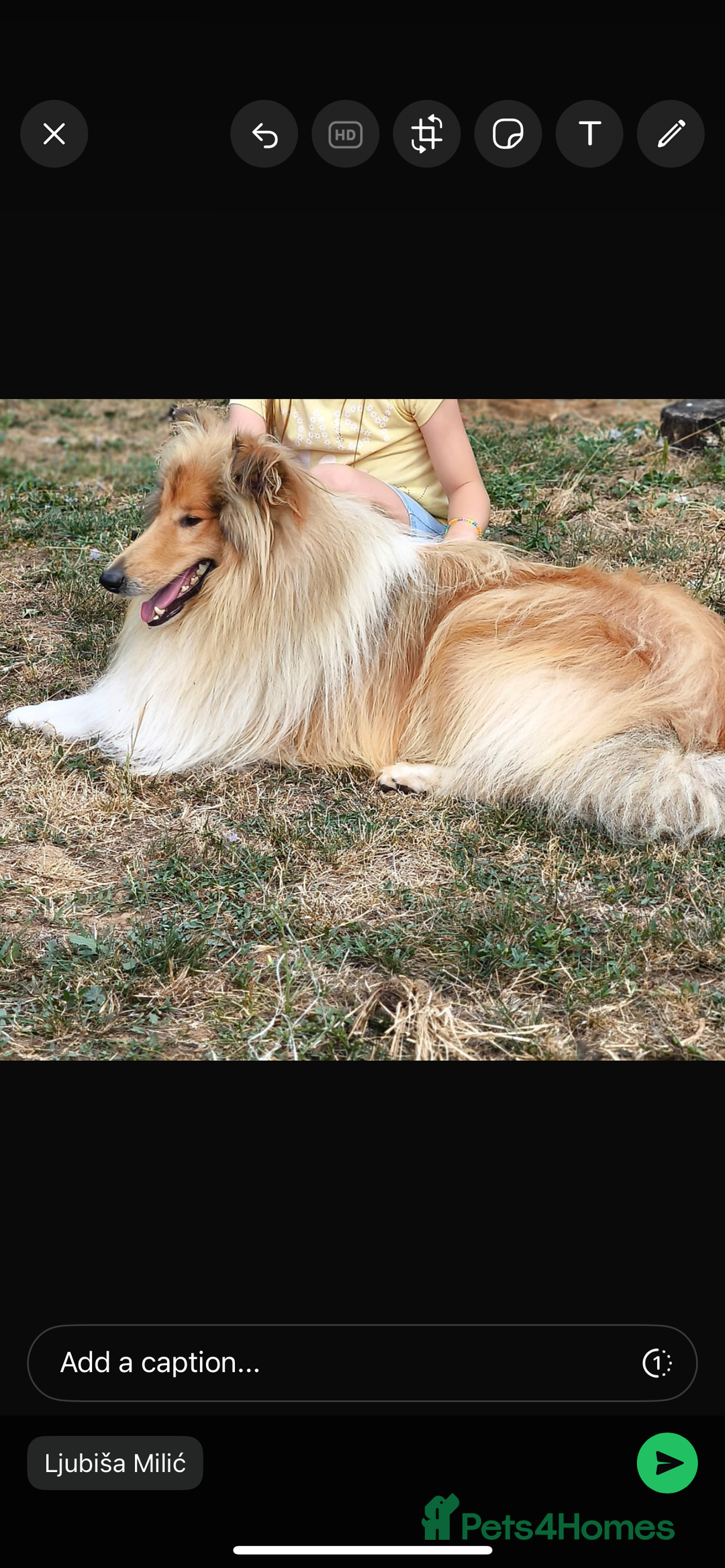 Rough Collie dogs for sale: Rough collie puppies  - Image 2