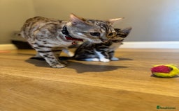 Bengal cats for sale: Ava’s Finest Pure Bengals, THREE Kittens Left. . . in Northampton - Image 37