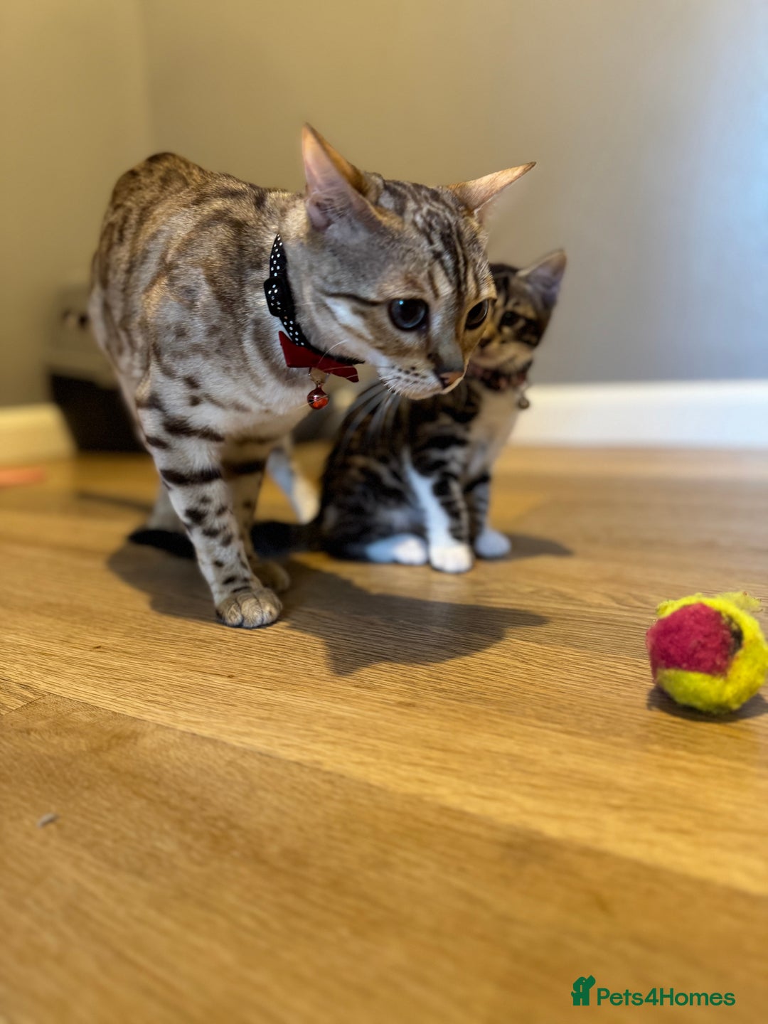 Bengal cats for sale: Ava’s Finest Pure Bengals, THREE Kittens Left. . . in Northampton - Image 37