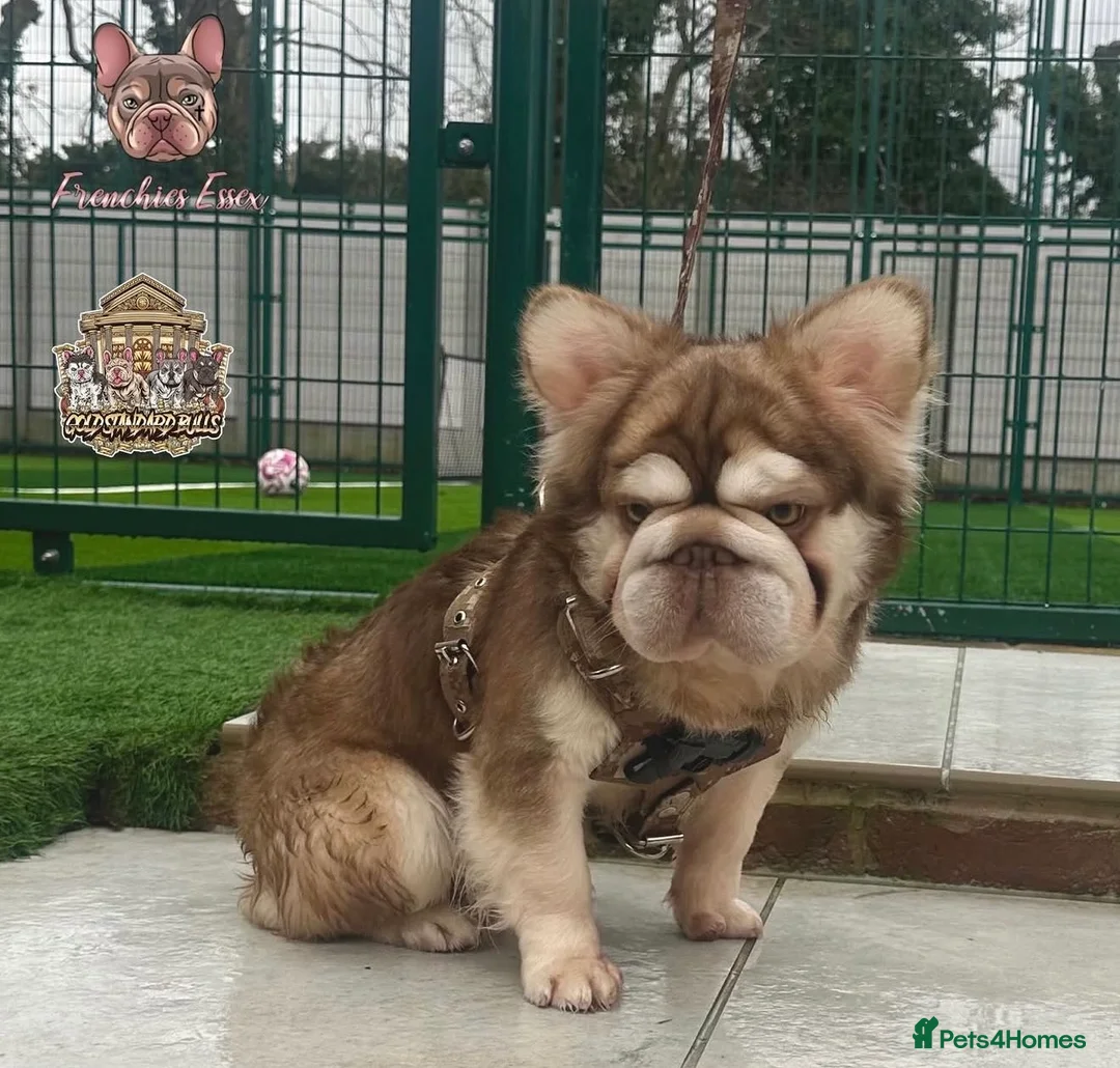 French Bulldog dogs for sale: 💗 Lilac & Tan 💗 - Advert 2