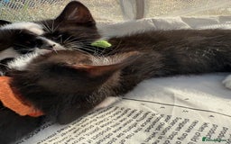 Mixed Breed cats for sale: Litter of Kittens For Sale - only 1 Male left in Dunstable - Image 24