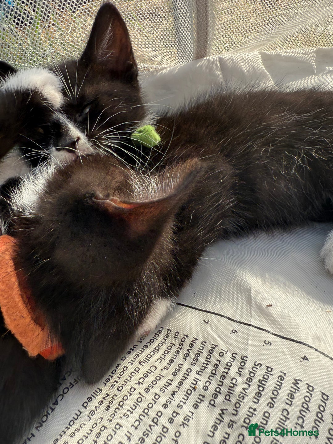 Mixed Breed cats for sale: Litter of Kittens For Sale - only 1 Male left in Dunstable - Image 24