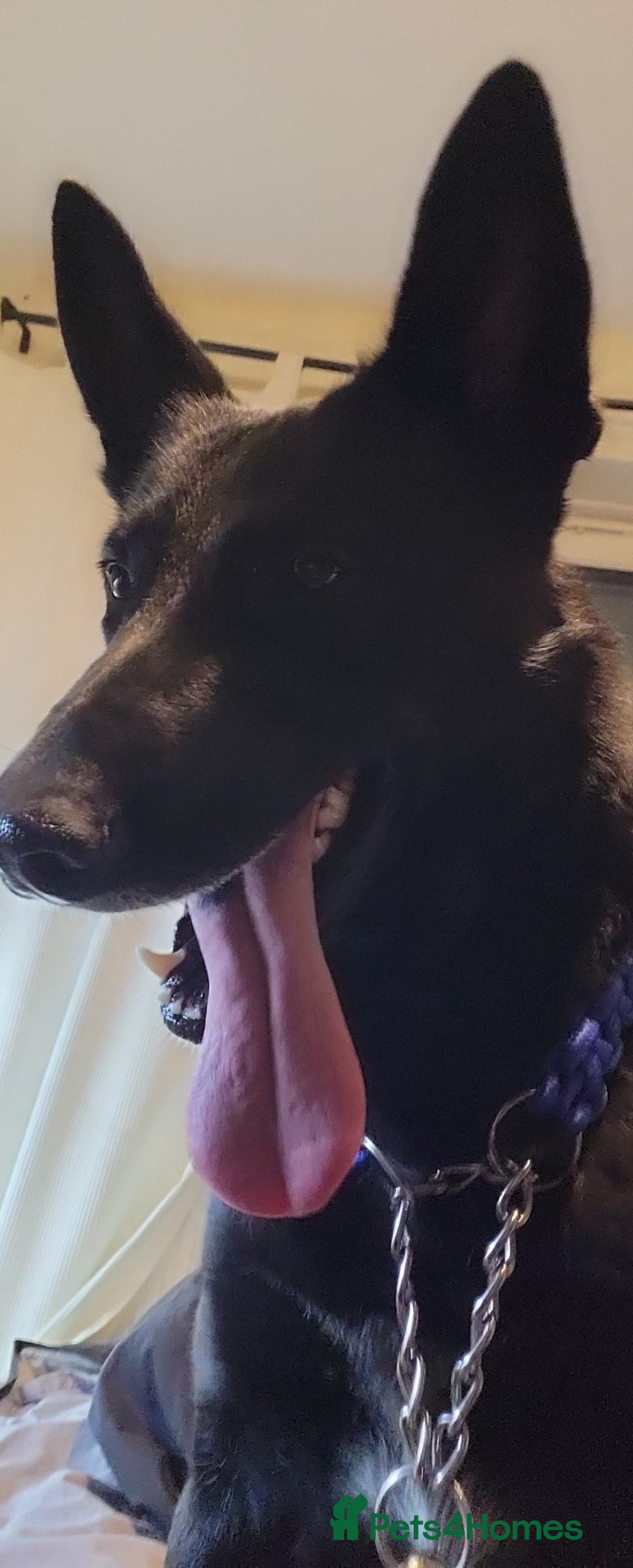 Belgian Shepherd Dog dogs for sale: Black Male Belgium Shepherd  - Image 7