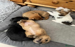 Mixed Breed dogs for sale: Jack Russel x Lucas Terrier Puppies - Image 17