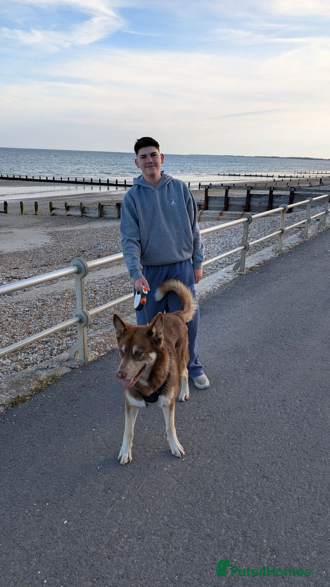 Shepsky dogs for sale: Huskie cross German shepherd  - Advert 5