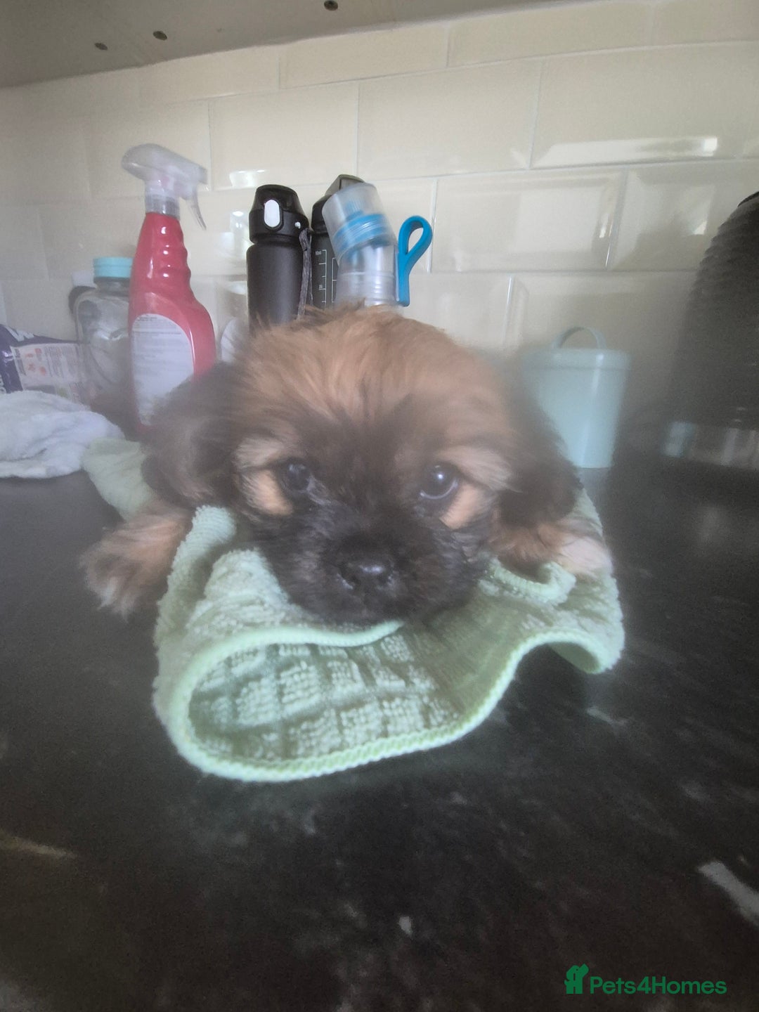 Mixed Breed dogs for sale: Cavachon's  - Image 6