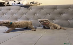 Scottish Fold cats for sale: Adorable Scottish Fold & Straight Kittens 💕🐾 - Image 10