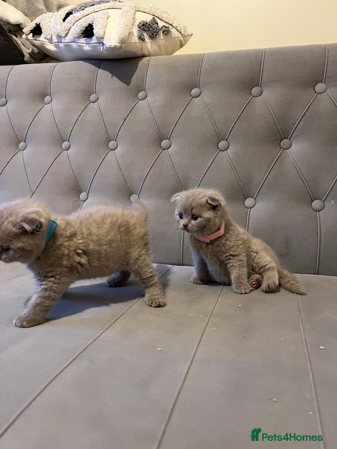 Scottish Fold cats for sale: Adorable Scottish Fold & Straight Kittens 💕🐾 - Image 10