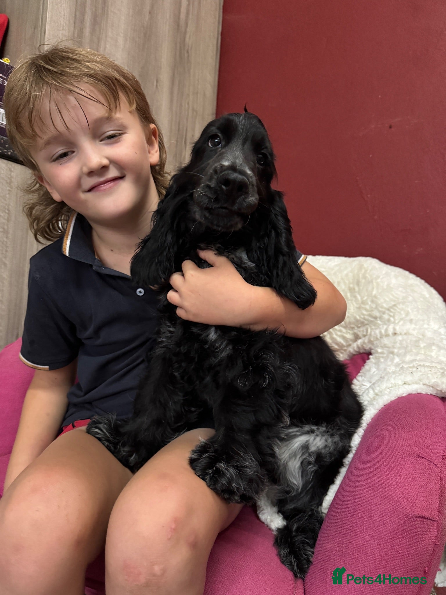 Cocker Spaniel dogs Extensively Health tested Parents & UNIQUE colours - Advert 2