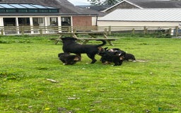 Bernese Mountain Dog dogs for sale: Stunning girls and boys  - Image 12