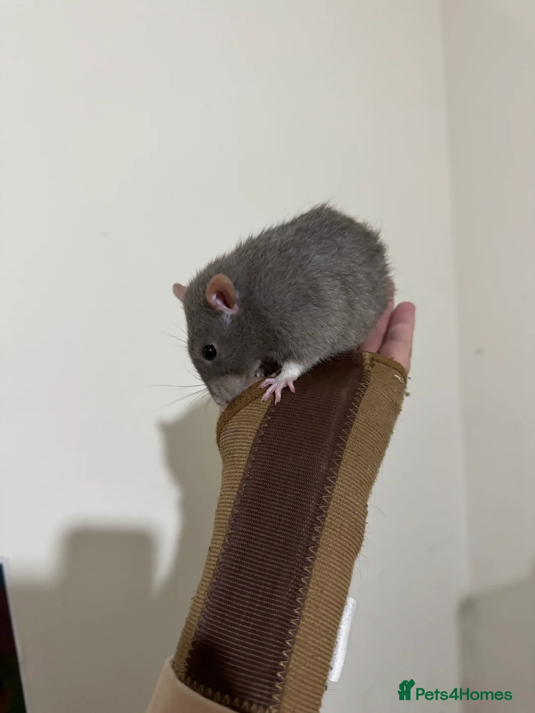 Rat rodents for sale: 2 male rats and cage  - Advert 5