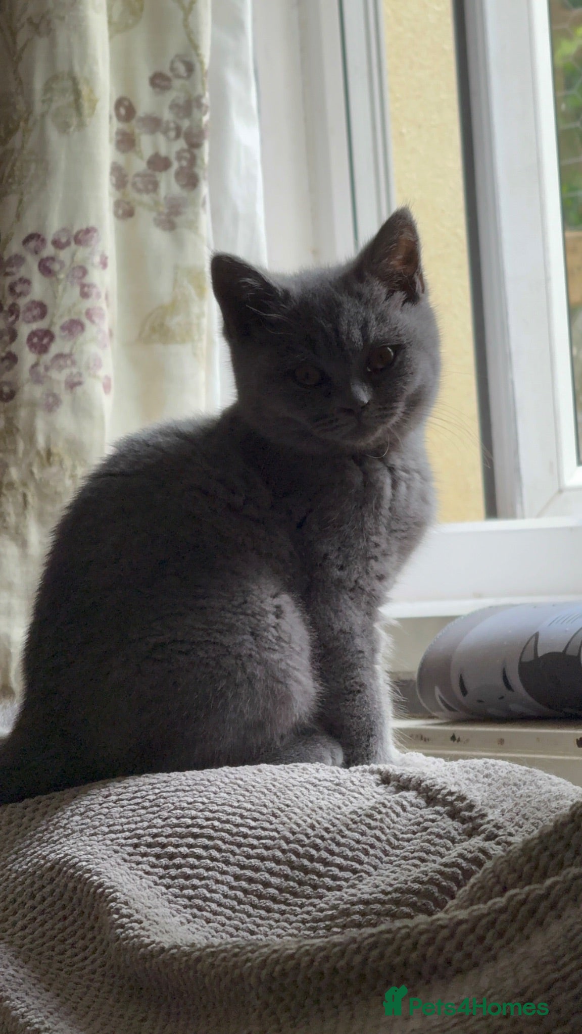 British Shorthair cats GCCF Registered Pedigree Kittens Ready To View Now - Advert 4