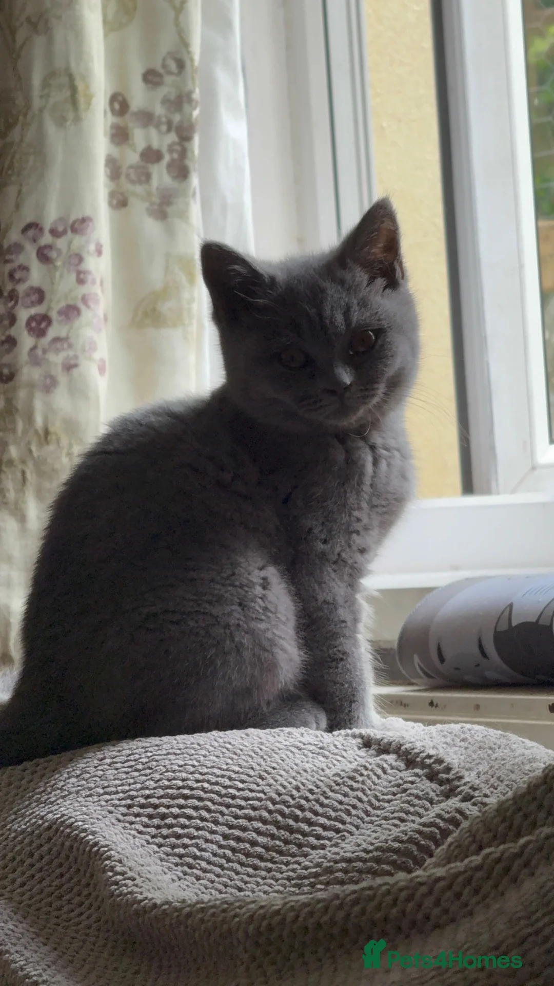 British Shorthair cats for sale: GCCF Registered Pedigree Kittens Ready To View Now - Advert 1