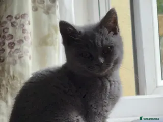 British Shorthair cats GCCF Registered Pedigree Kittens Ready To View Now - Advert 3