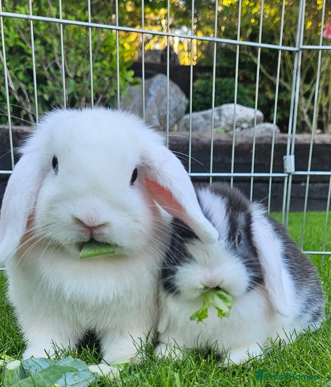 Mini Lop rabbits for sale: Gorgeous purebred baby mini lops - Image 8