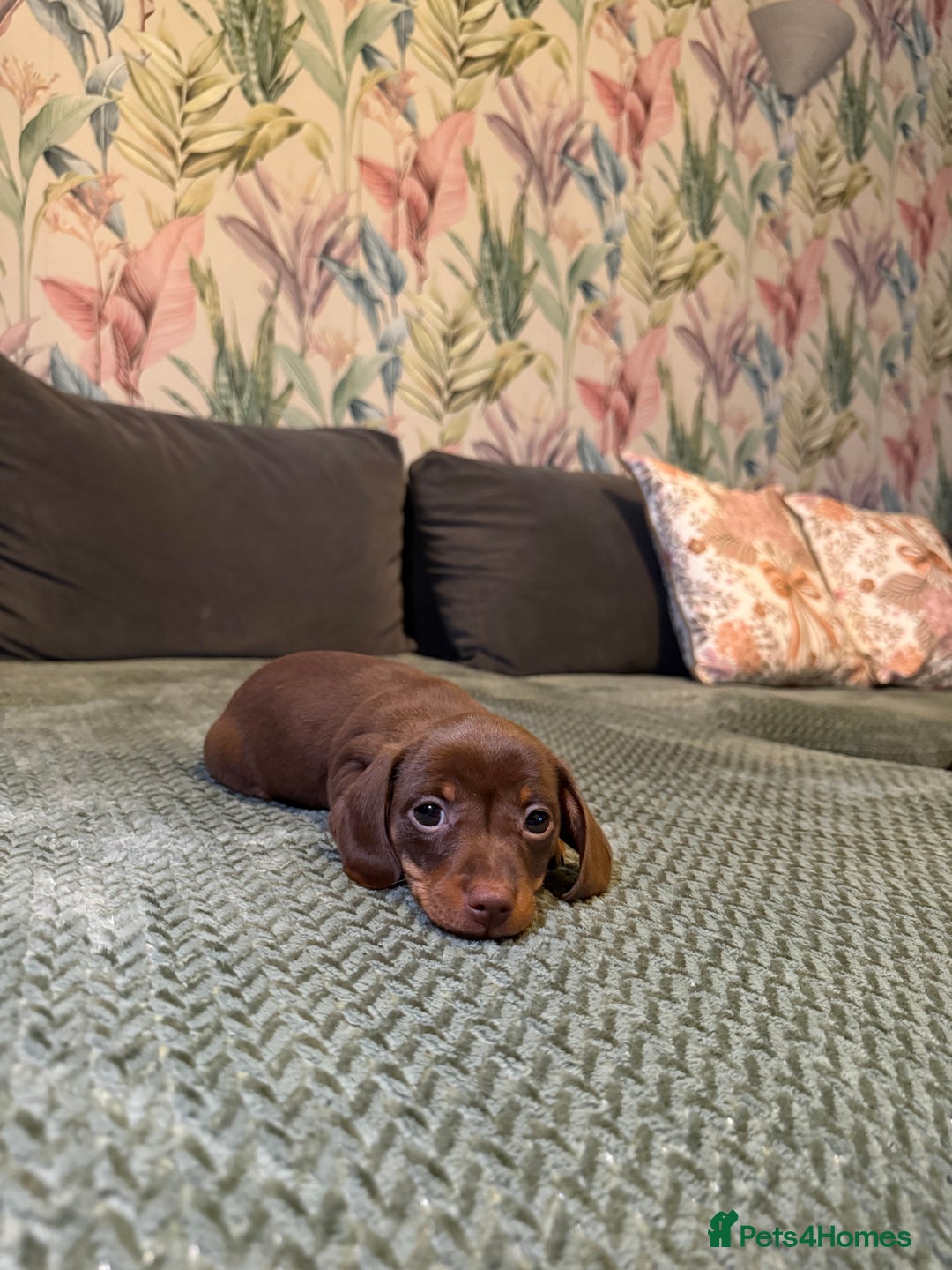 Miniature Dachshund dogs for sale: 2 male 1 female Miniature Dachshund  - Advert 7