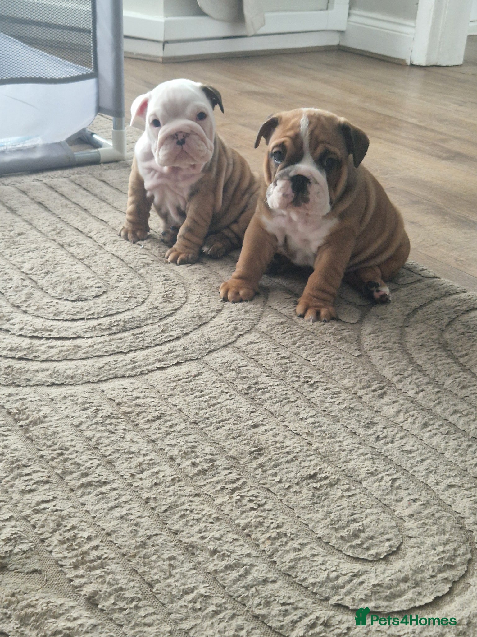 English Bulldog dogs Kc registered British bulldog puppies  - Advert 4