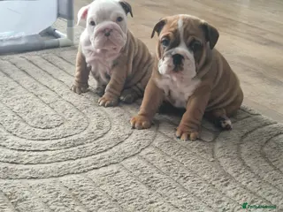 English Bulldog dogs Kc registered British bulldog puppies - Advert 4