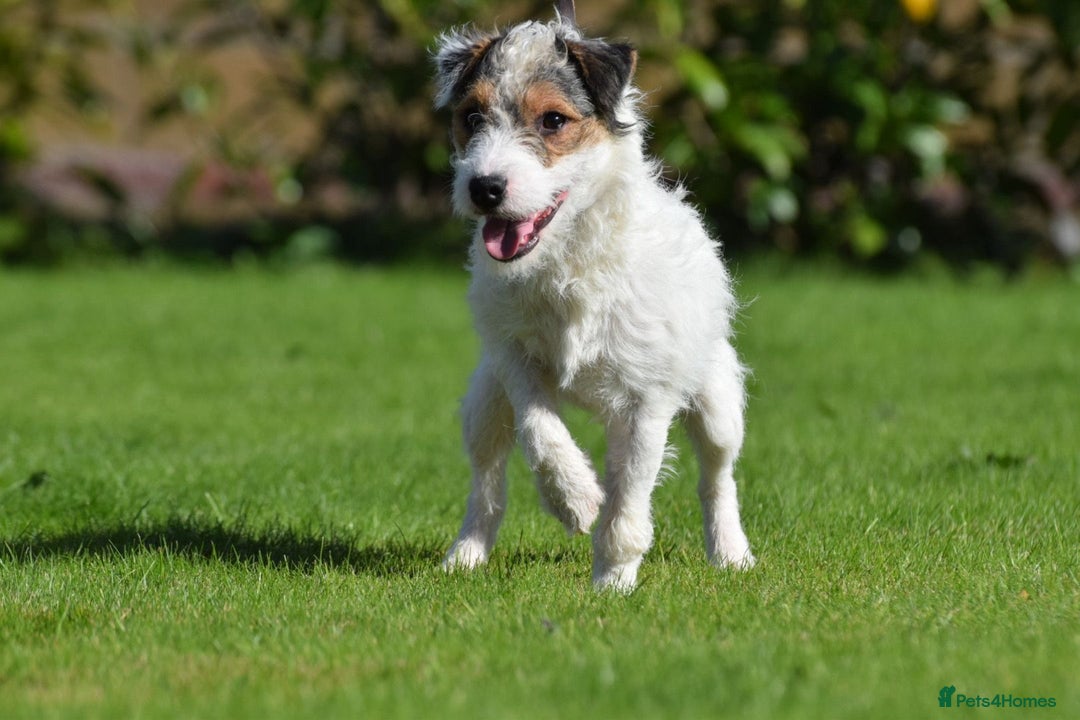 Parson Russell dogs for stud: 5 star licensed registered breeder - Advert 1