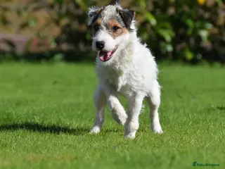 Parson Russell dogs 5 star licensed registered breeder - Advert 14