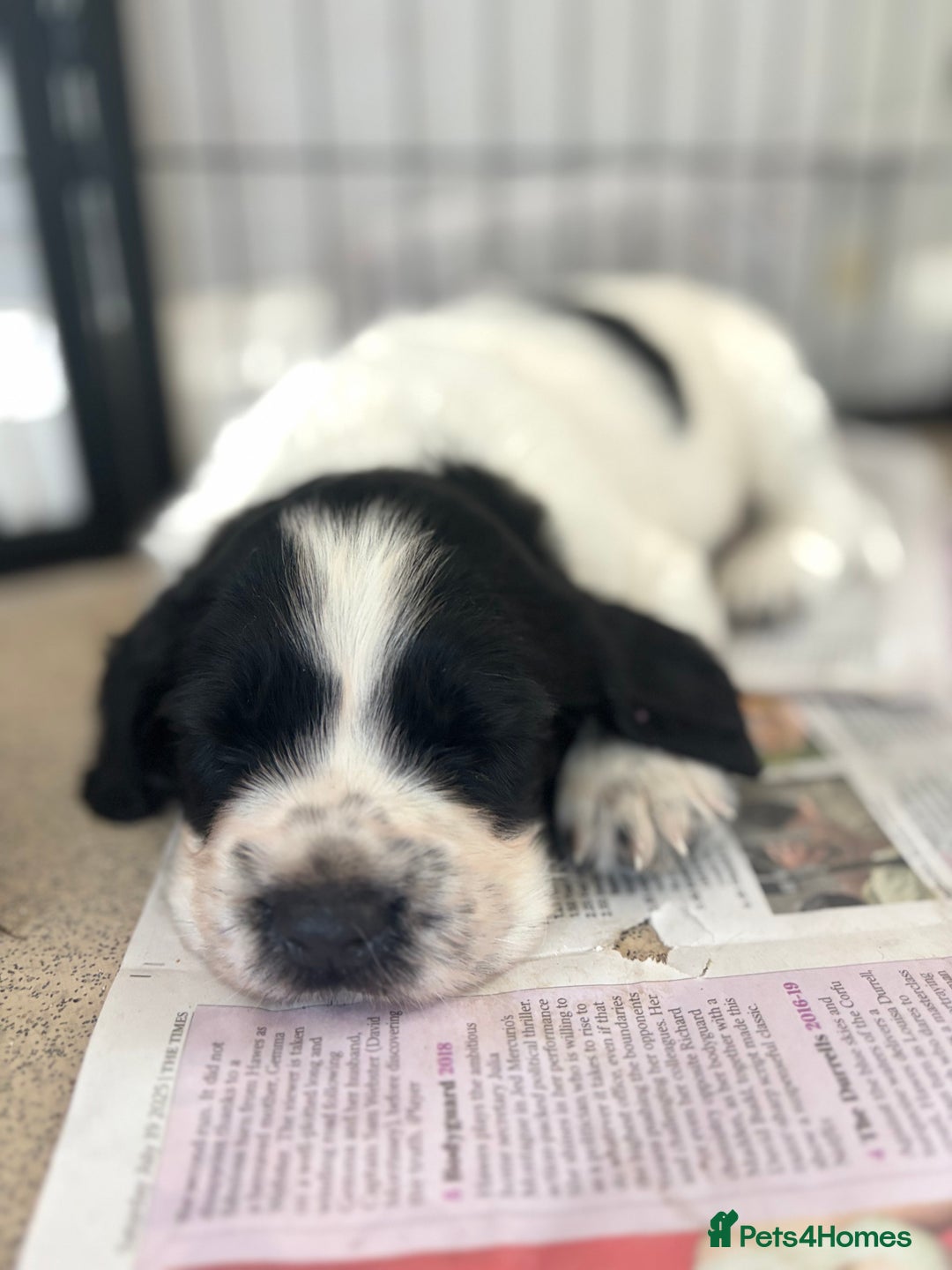 Sprocker dogs for sale: Sprocker Pups  - Image 11