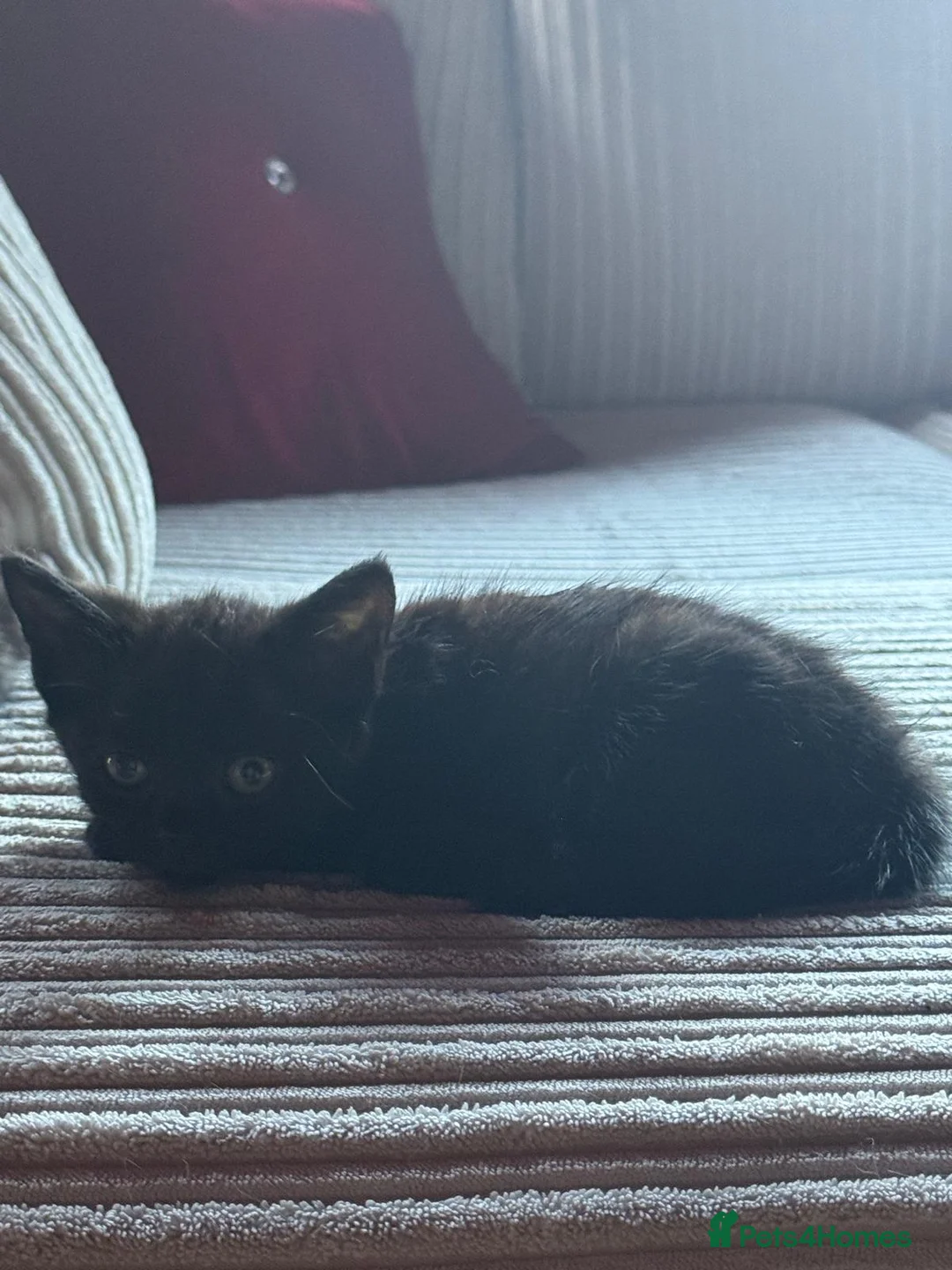 Mixed Breed cats for sale: One little girl needing her forever family  - Advert 2