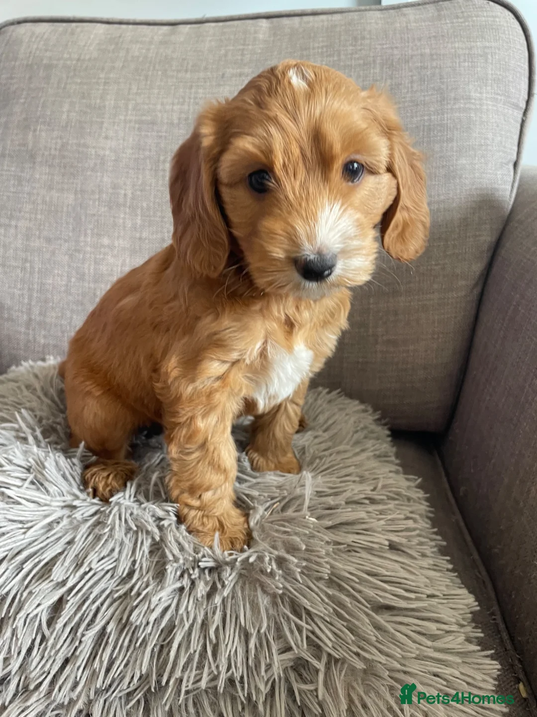 Cockapoo dogs for sale: Beautiful cockapoo puppies - Advert 2
