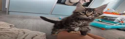 Maine Coon cats for sale: 🌟 1 Stunning Torbie girl left 🌟 TICA reg'd🌟 - Advert 10