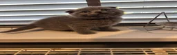 Scottish Fold cats for sale: Scottish Fold Kittens, 3 folds & 1 straight eared - Advert 3