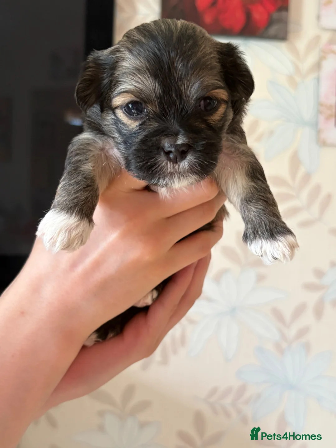 Lhasa Apso dogs for sale: Lhasa Apso puppies  - Advert 13