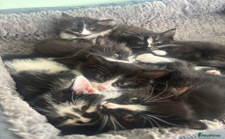 Mixed Breed cats Beautiful Black and White Kittens - Advert 2