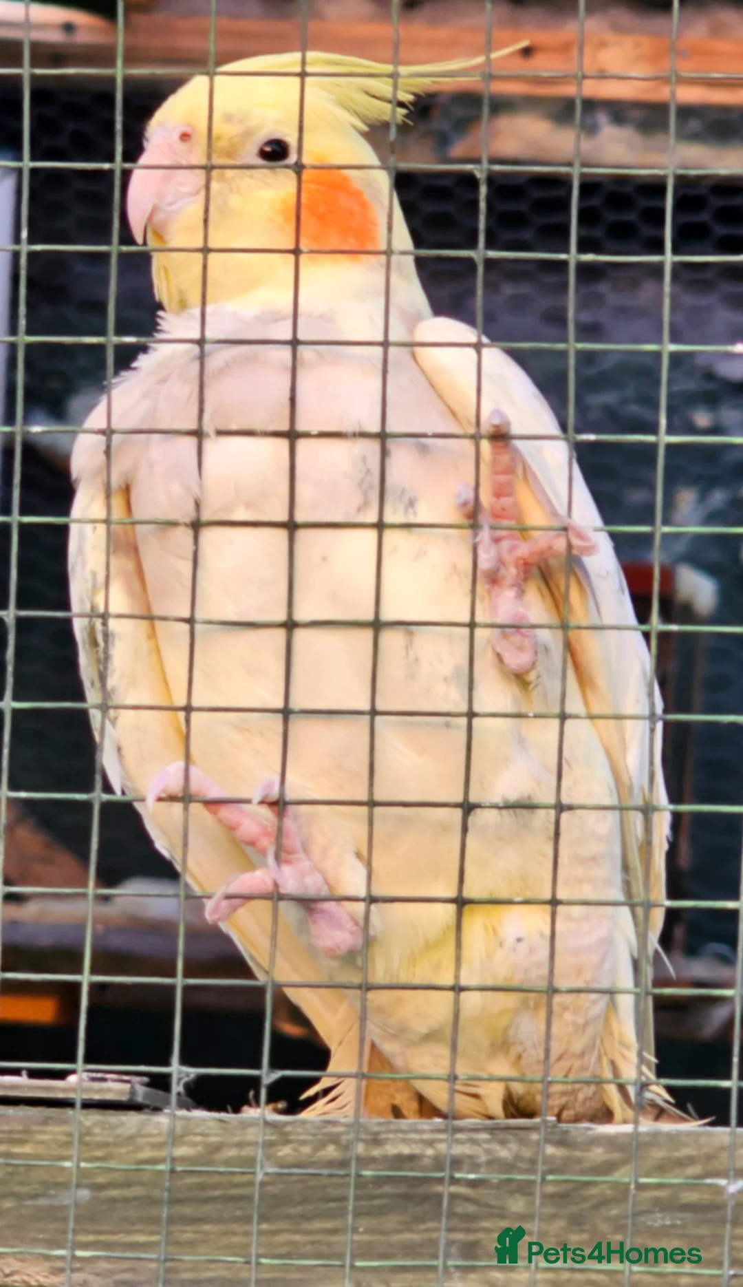 Cockatiels birds for sale: Birds  - Advert 2