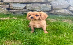 Cavalier King Charles Spaniel dogs for sale: Stunning cavalier King Charles spaniels.1 boy left - Image 1