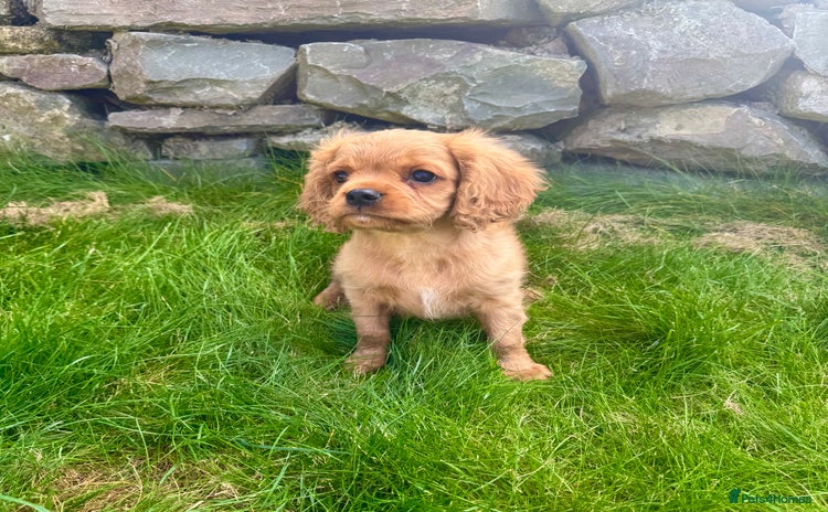 Cavalier King Charles Spaniel dogs - Advert 3