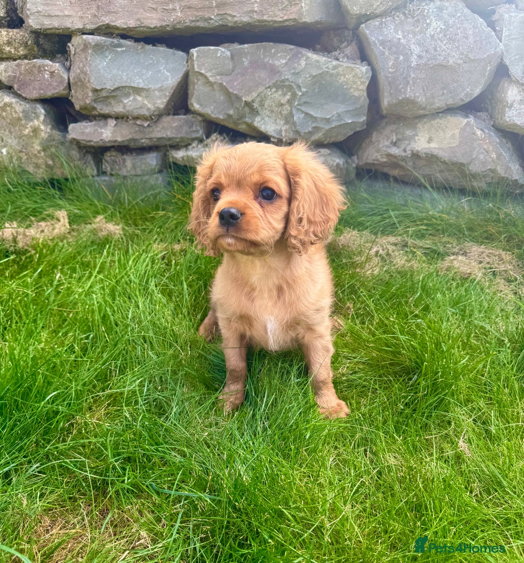 Cavalier King Charles Spaniel dogs for sale: Stunning cavalier King Charles spaniels.1 boy left - Image 1