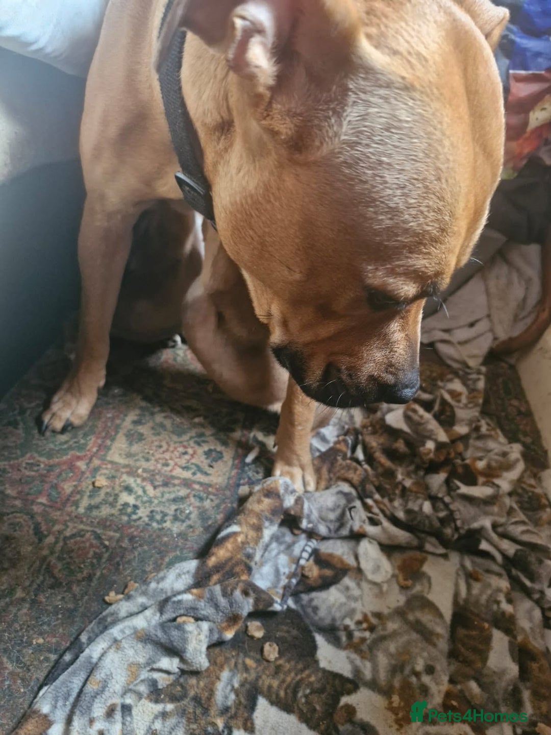 Mixed Breed dogs for sale: English mastiff x border collie puppies - Advert 3