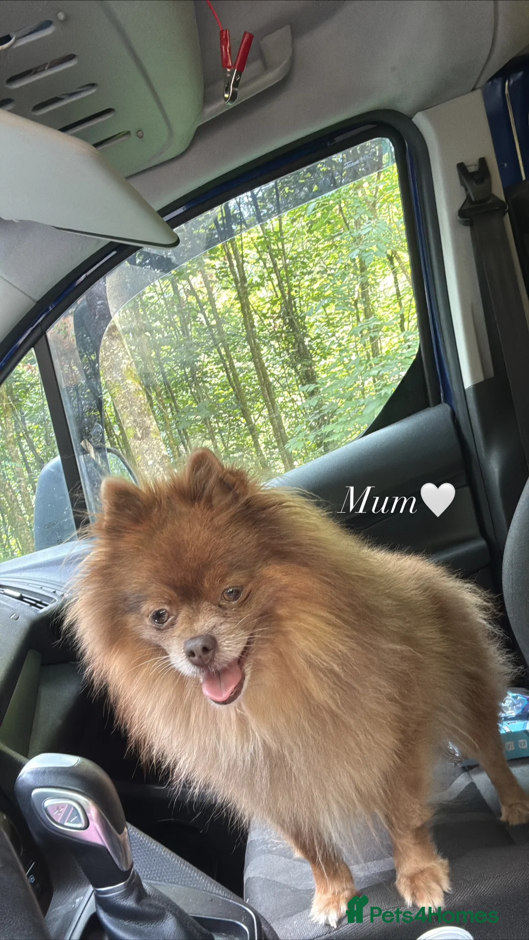 Pomeranian dogs for sale: Beautiful Pomeranian puppy-Girl-Loving Home Wanted - Advert 1