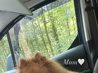 Pomeranian dogs Beautiful Pomeranian puppy-Girl-Loving Home Wanted - Advert 10