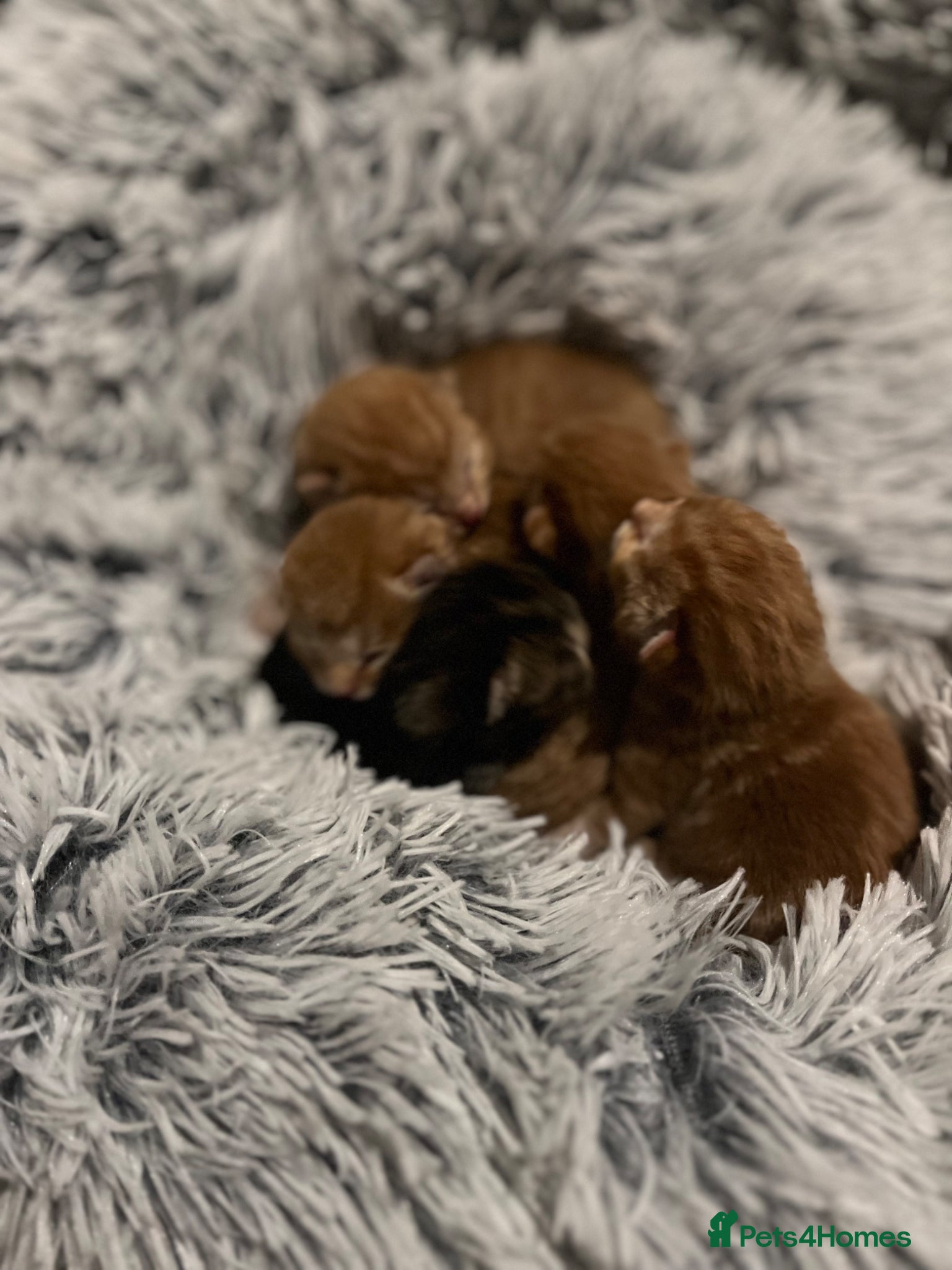 Mixed Breed cats - apply to join Penny Paws kitten list - Advert 6