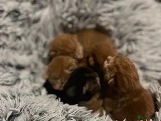 Mixed Breed cats - apply to join Penny Paws kitten list - Advert 18