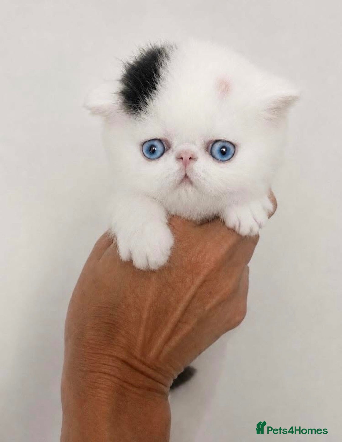 Exotic cats Superb quality rare exotic kittens. - Advert 1