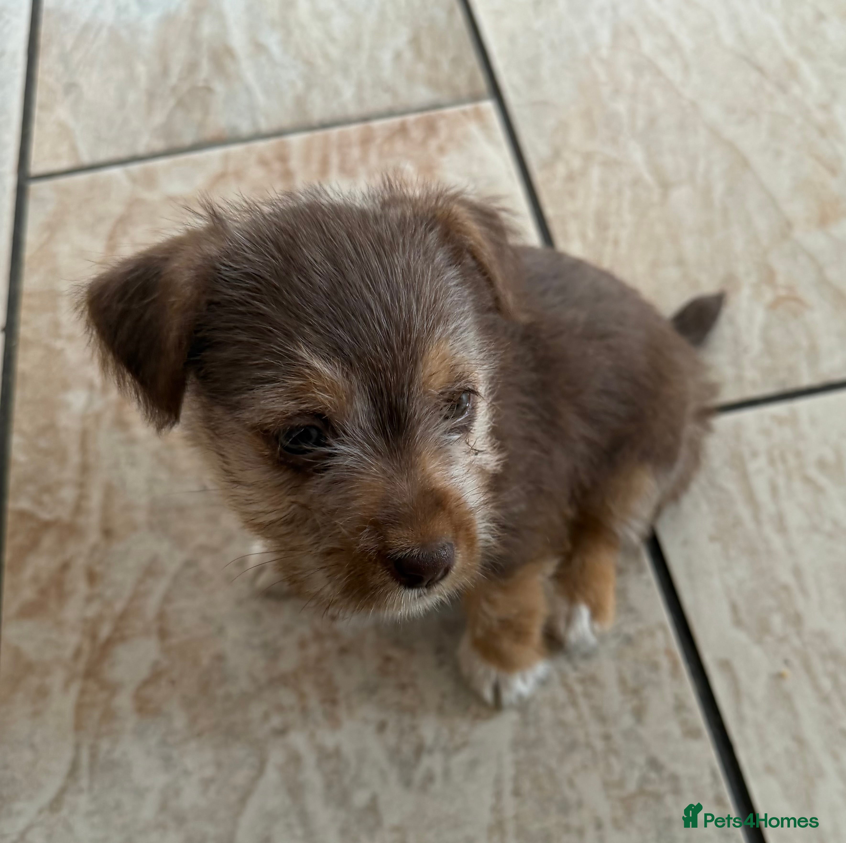 Jack Russell dogs Jack Russell Puppies - Advert 2