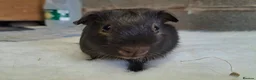 Guinea Pig rodents for sale: Guinea pig boars for sale  in Stourport-on-Severn - Advert 6