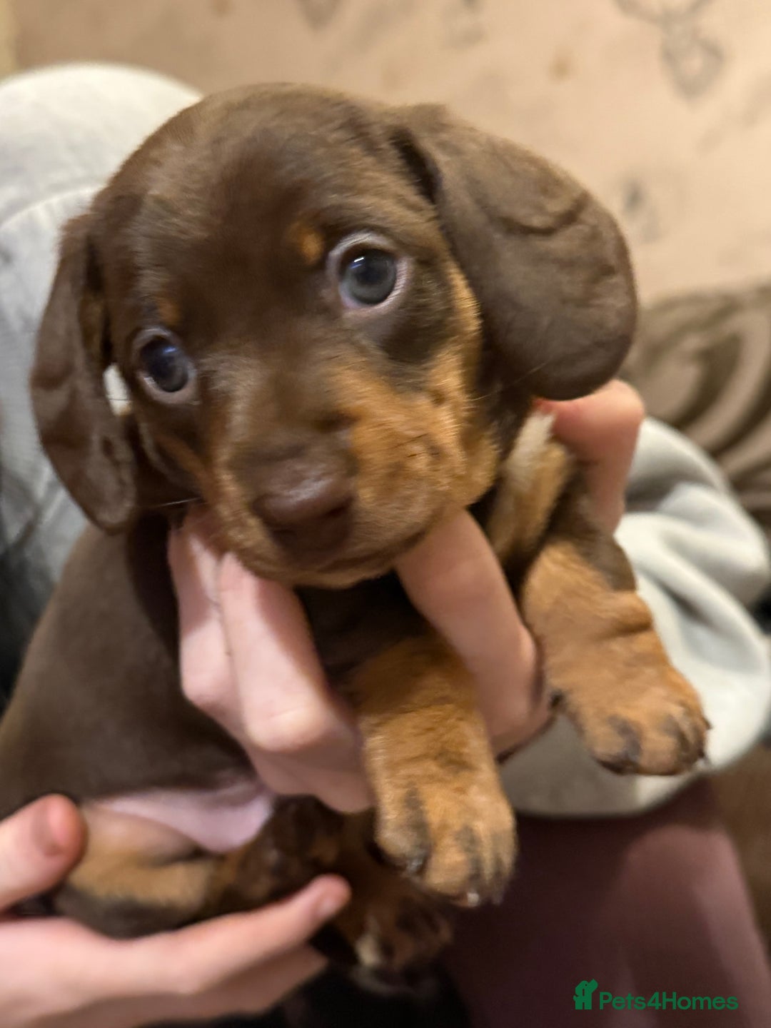 Miniature Dachshund dogs for sale:  Chocolate miniature dachshund  - Advert 6