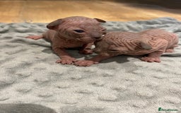 Sphynx cats for sale: Kittens sphinx Canadian  - Image 12