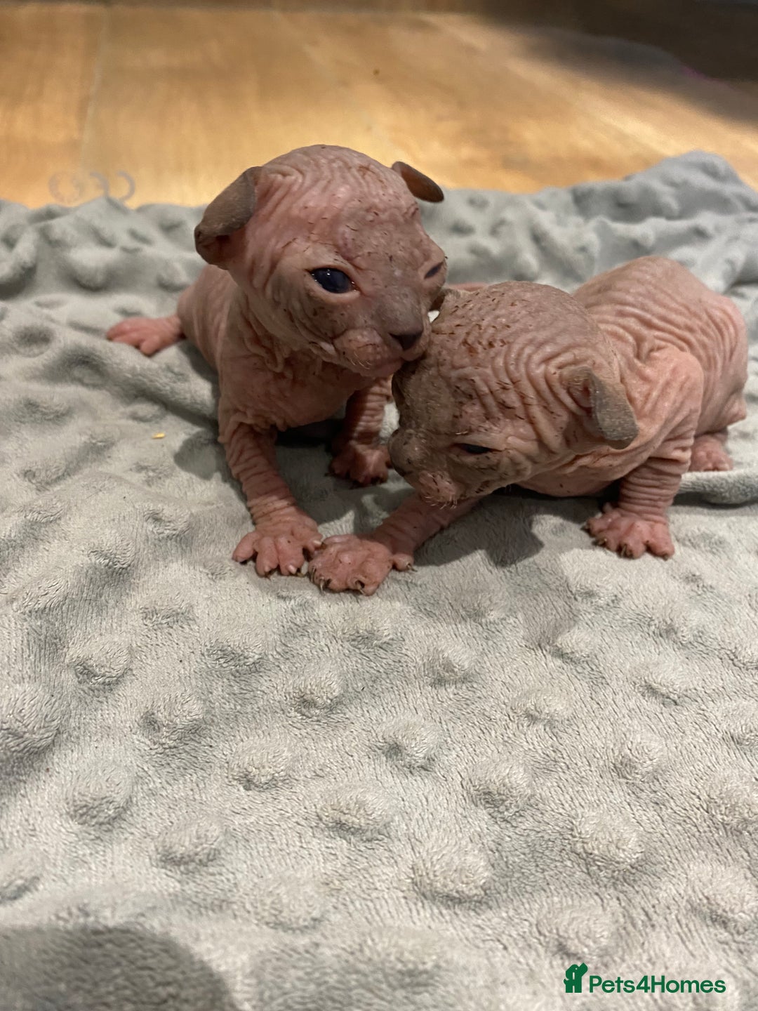 Sphynx cats for sale: Kittens sphinx Canadian  - Image 12