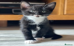 Bengal cats for sale: Bengal Cross Kittens - Image 6